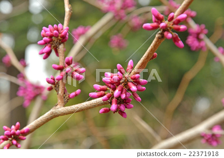 樹·Hana Ozu Legumeidae 樹·Hana Ozu Legumeidae 22371918