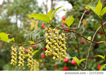 Tree · Kibushi kibushi family Tree · Kibushi kibushi family 22372094