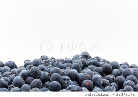 Blueberry (Category: Star): Blueberry (cv. Star) 22372172