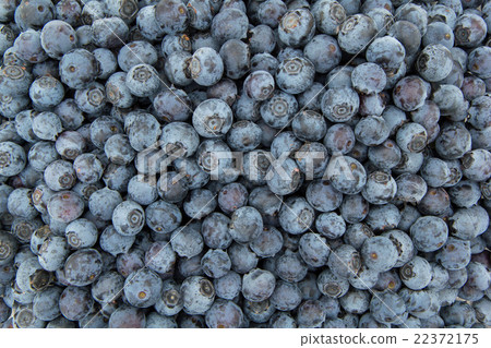 Blueberry (Category: Star): Blueberry (cv. Star) 22372175