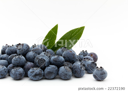 Blueberry (Category: Star): Blueberry (cv. Star) Blueberry (Category: Star): Blueberry (cv. Star) 22372190