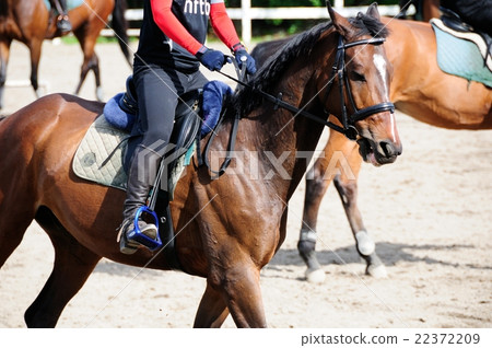 horse riding horse riding 22372209