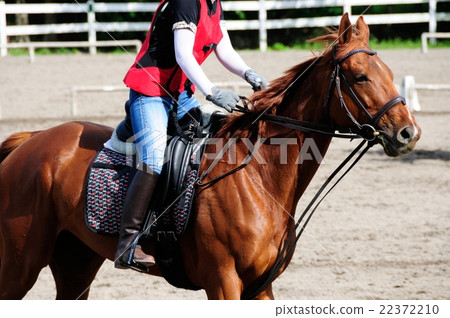 horse riding horse riding 22372210