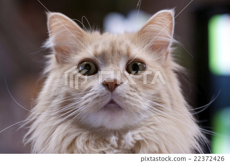 Maine Coon Cat Maine Coon Cat 22372426