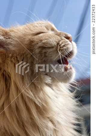 Maine Coon Cat Maine Coon Cat 22372433