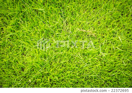 Green grass background texture. 22372695