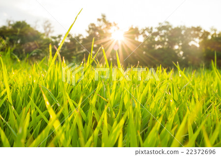Natural background texture. Natural background texture. 22372696