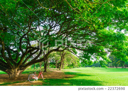 Red bicycle in the garden green lawn Red bicycle in the garden green lawn 22372698