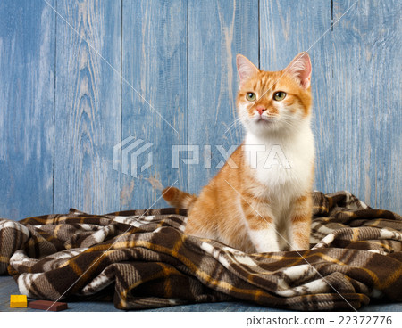 Ginger cat sitting on plaid blanket Ginger cat sitting on plaid blanket 22372776