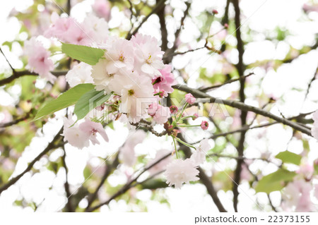 Narano yaezakura 22373155