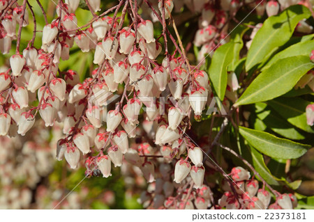 Tree: Acetobiaceae Tree: Acetobiaceae 22373181