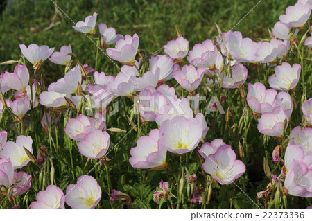 A group of evening primrose afternoon bloom A group of evening primrose afternoon bloom 22373336