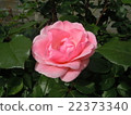 rose	 22373340