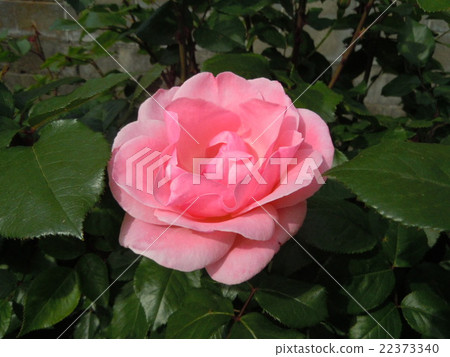 rose	 22373340