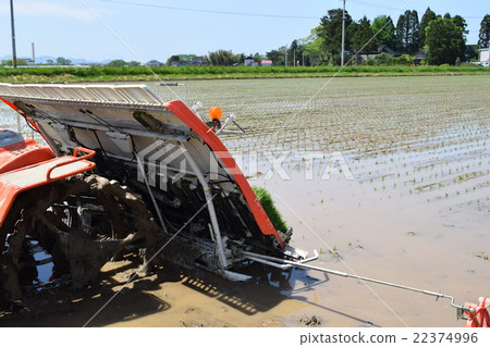 Rice planting work in progress Rice planting work in progress 22374996