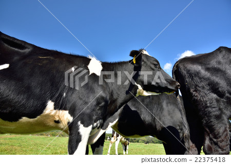 在牧場 在牧場 22375418