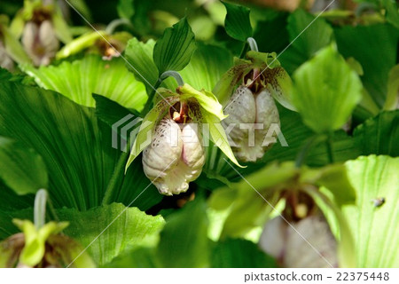 大黃蜂盛開 22375448