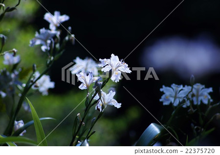 Shaga的花朵 22375720