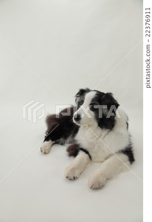 狗邊界牧羊犬躺下白色背面圖像 狗邊界牧羊犬躺下白色背面圖像 22376911