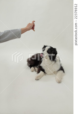 等待快餐的狗博德牧羊犬伸出舌頭 等待快餐的狗博德牧羊犬伸出舌頭 22376912