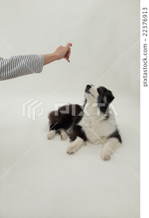 等待狗邊界·牧羊犬 22376913
