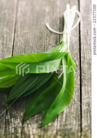 Fresh ramsons leaves. Fresh ramsons leaves. 22377100