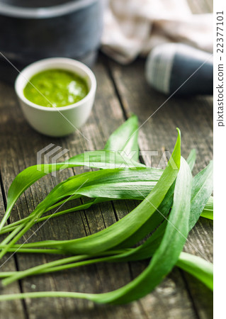 Fresh ramsons leaves. Fresh ramsons leaves. 22377101