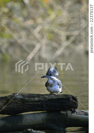 Yamazaki Yamazaki 22378137