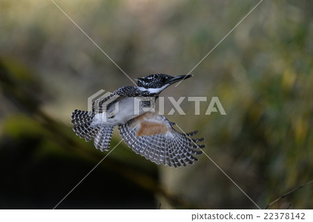 Yamazaki Yamazaki 22378142