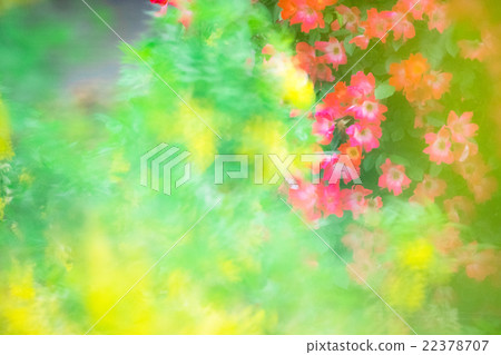 Roses 22378707