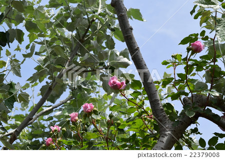 Roses Roses 22379008