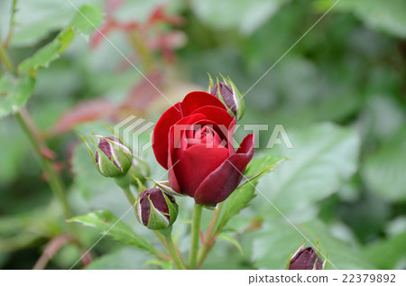 巴拉拉瓦格魯特 22379892