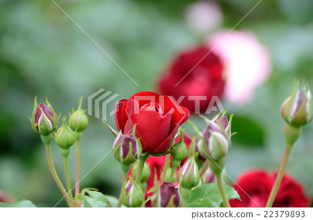 巴拉拉瓦格魯特 22379893