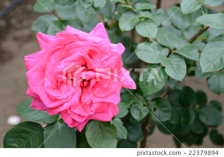 巴拉瑪麗亞·烏鴉 22379894