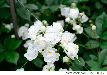 Rose Annumarie de Mon Ravel 22380107