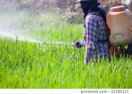farmer spraying pesticide in the rice field 22380121