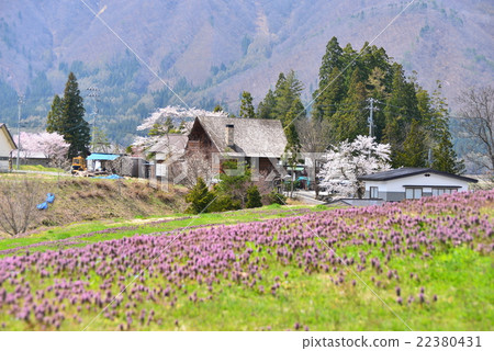 Spring of Hakuba-mura 22380431