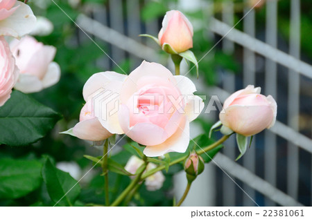 玫瑰英語·遺產 22381061