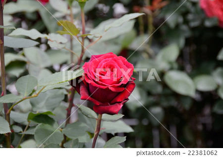 玫瑰深情 22381062