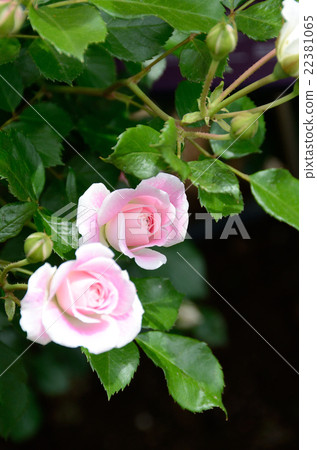 玫瑰分享快樂 22381065