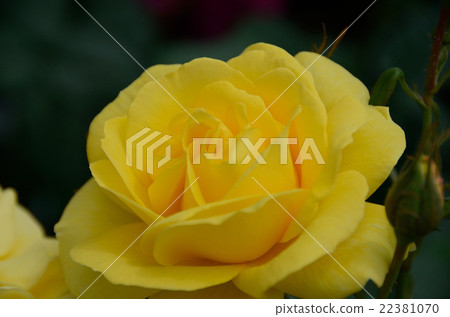 玫瑰伊豆沒有舞者 玫瑰伊豆沒有舞者 22381070