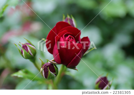 巴拉拉瓦格魯特 22381305