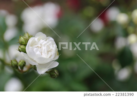 Rose Annumarie de Mon Ravel 22381390