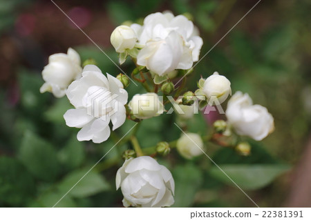 Rose Annumarie de Mon Ravel 22381391