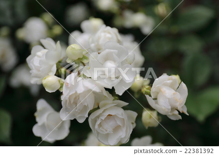 Rose Annumarie de Mon Ravel 22381392