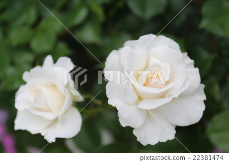 Rose Margaret Merrill Rose Margaret Merrill 22381474