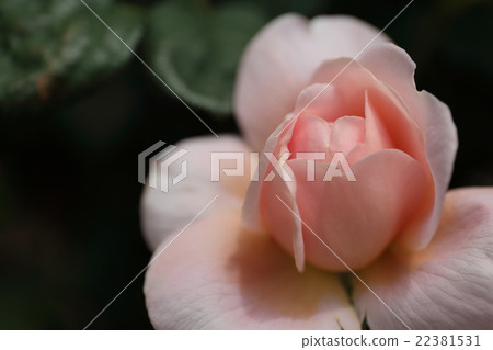Rose Queen of Sweden Rose Queen of Sweden 22381531