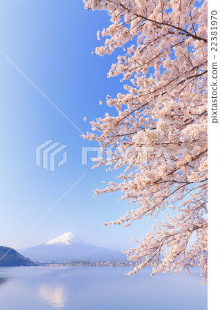 Mt. Fuji and cherry blossoms in full bloom 22381970