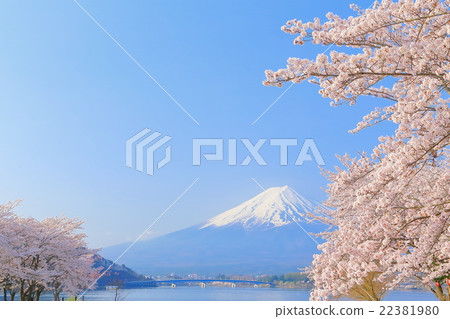 Mt. Fuji and cherry blossoms in full bloom 22381980