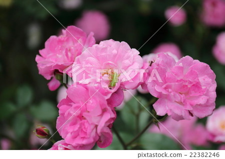 玫瑰老刷 22382246